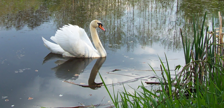 Górna Prosna - przyroda