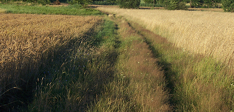 Górna Prosna - przyroda