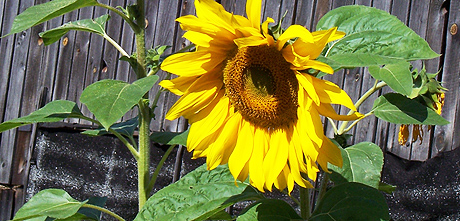 Górna Prosna - przyroda