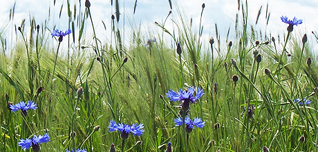 Górna Prosna - przyroda